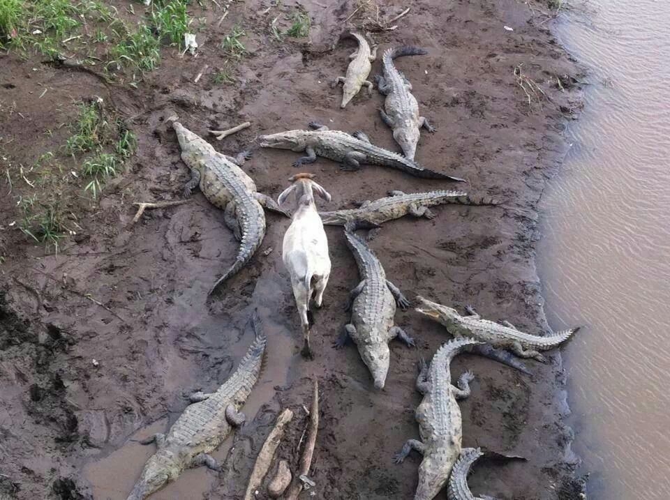 goat and the crocs.jpg