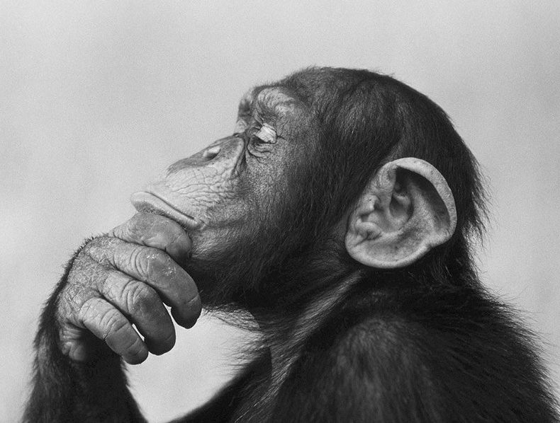chimp thinking crp.jpeg