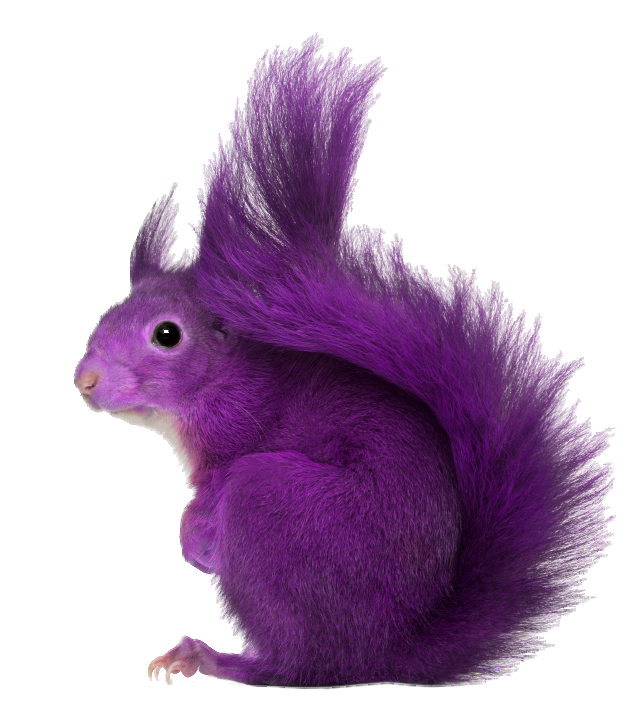 Purple-Squirrel.png